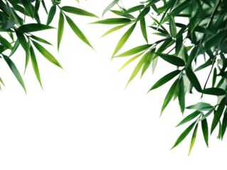Lush green bamboo leaves on a transparent background.