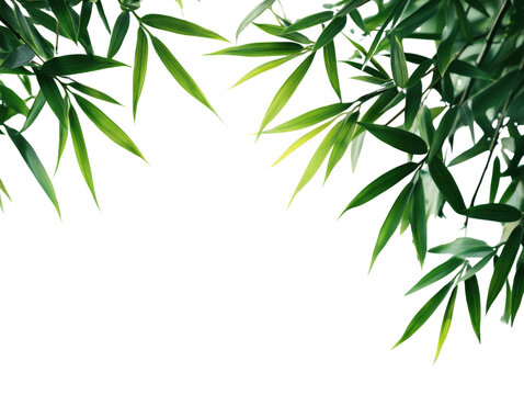 Lush green bamboo leaves on a transparent background.