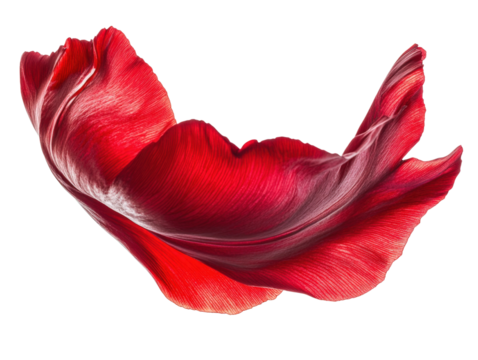 Red tulip petal on white isolate background.