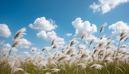 Obraz premium Tall feathery grass, windswept prairie, blue sky with wispy
