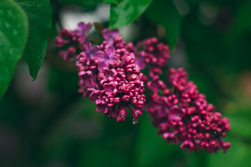 Lilac Branch with Dew Drops in Spring at Daytime After Rain - Close-Up, Selective Focus. Violet Spring Flowers with Soft Aroma. Spring and Summer Gardening. Lilac Blossom. Purple Lilac Bush