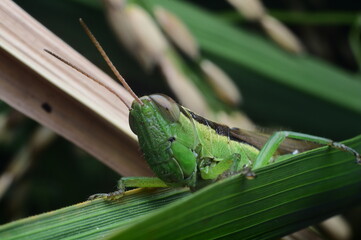 Close-Up of a Green Grasshopper on a Blade of Grass
