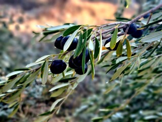 olive tree branch