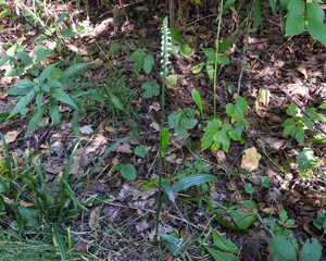 Spiranthes ovalis |Lesser Ladies' Tresses | Native North American Orchid | Woodland Wildflower