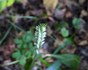 Spiranthes ovalis |Lesser Ladies' Tresses | Native North American Orchid | Woodland Wildflower