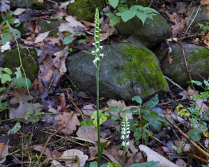 Spiranthes ovalis |Lesser Ladies' Tresses | Native North American Orchid | Woodland Wildflower