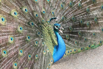 Fototapeta premium Le Paon, Pavo cristatus