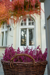 jesienne wrzosy , dynie , dekoracje,  schody pałacowe