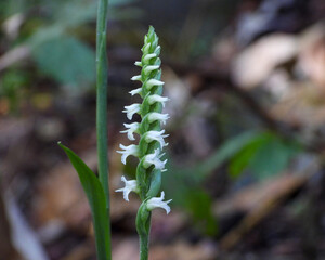 Spiranthes ovalis |Lesser Ladies' Tresses | Native North American Orchid | Woodland Wildflower