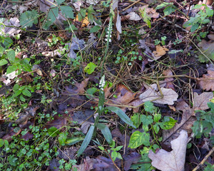 Spiranthes ovalis |Lesser Ladies' Tresses | Native North American Orchid | Woodland Wildflower