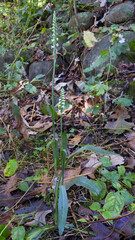 Spiranthes ovalis |Lesser Ladies' Tresses | Native North American Orchid | Woodland Wildflower