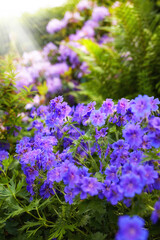 Nature, spring and environment with flowers in garden for plants, sustainability and season. Ecology, meadow and biology with crane bill in countryside for botanical, bloom and ecosystem growth