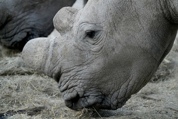 Breitmaulnashorn im Erongo in Namibia 