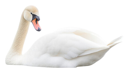 PNG Animal bird swan waterfowl.