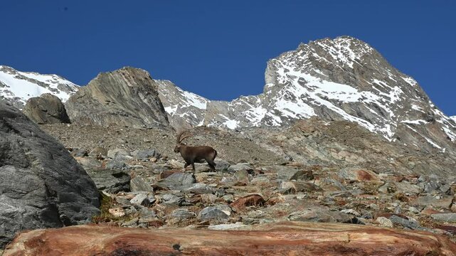 Ibex alpine wild goat with big horns standing on a rock with snow covered mountain tops in the background