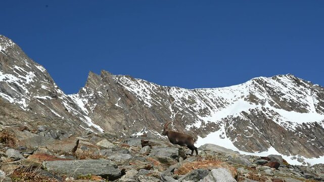 Ibex alpine wild goat with big horns standing on a rock with snow covered mountain tops in the background