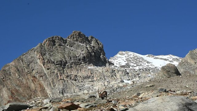 Ibex alpine wild goat with big horns standing on a rock with snow covered mountain tops in the background
