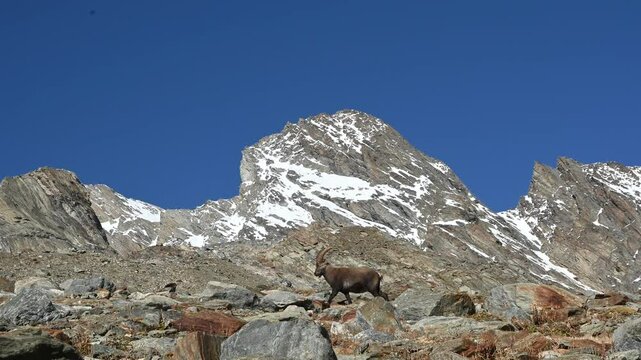 Ibex alpine wild goat with big horns standing on a rock with snow covered mountain tops in the background