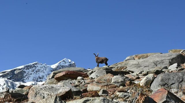 Ibex alpine wild goat with big horns standing on a rock with snow covered mountain tops in the background