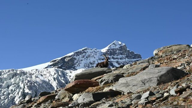 Ibex alpine wild goat with big horns sitting on a rock with snow covered mountain tops in the background