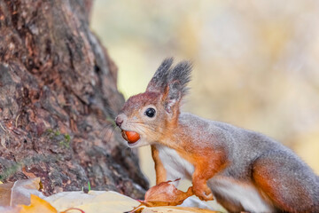 squirrel with a nut in its teeth in an autumn park