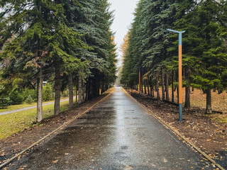 Tall trees majestically line the winding road, offering refreshing shade and undeniable charm that together create an enchanting scene in the serene and picturesque natural landscape