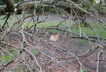 doe with her fawns standing quietly among branches in the middle of the forest
