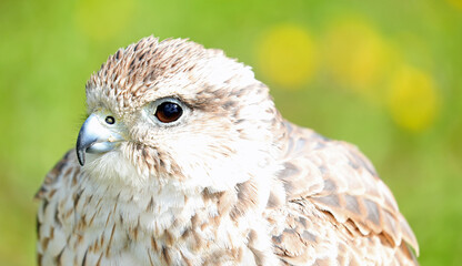 lose up of the sacred falcon a bird of prey with a keen eye and hooked beak