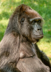 Naklejka premium Gorilla