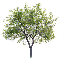 Obraz premium PNG A Plum tree isolated nature illustration.