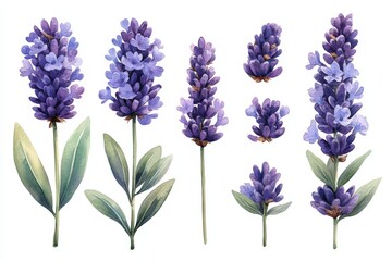Naklejka premium A collection of watercolor illustrations of lavender flowers with varying sizes and details.
