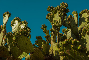 cactus in the sky, landscapes of Mexico