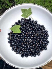 plate with blackcurrants top view, currant harvest