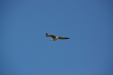Seagull close-up against the blue sky. View from below.