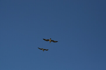 A pair of flying seagulls against the blue sky. View from below.