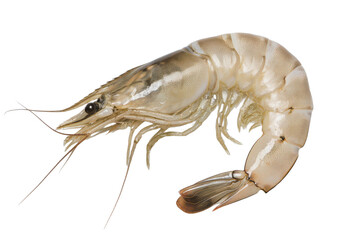 Fresh raw whiteleg shrimp isolated transparent background