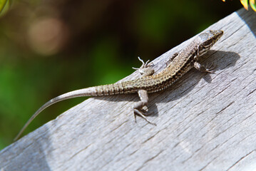 Close-Up of Common Wall Lizard: Blending on a Wooden Terrace Among Trees in the South of France
