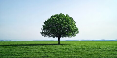 Fototapeta premium Solitary Tree in a Vast Green Field Under a Clear Blue Sky