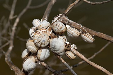 Small snail shells. Gialova Lagoon with brackish water, located near the city of Pylos. Messinia, Peloponnese. Greece.