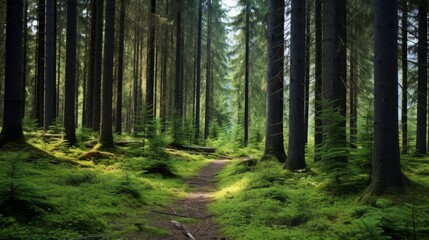 Healthy green forest of old spruce, fir, and pine trees, peaceful woodland path
