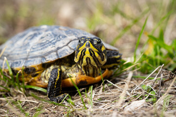 Portrait einer Schildkröte in  am Boden mit direktem Blick in die Kamera - Gelbwangen-Schmuckschildkröte - Trachemys scripta scripta