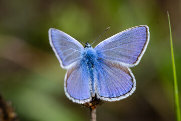 Hauhechel-Bläuling im Makro mit Graswiese im Hintergrund - Polyommatus icarus