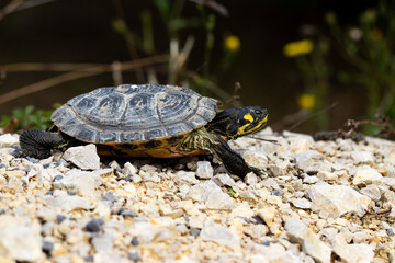 Nahaufnahme einer Schildkröte auf felsigem Boden beim Gehen - Gelbwangen-Schmuckschildkröte - Trachemys scripta scripta