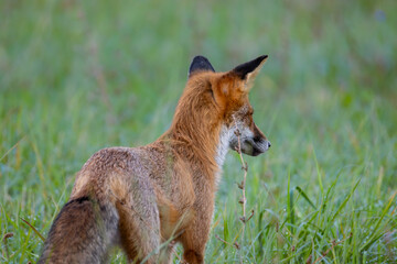 Rotfuchs von hinten auf der Graswiese im hohen Gras in der Morgendämmerung - Vulpes vulpes