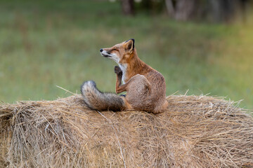 Rotfuchs sitzend auf Heuballen am kratzen - Vulpes vulpes
