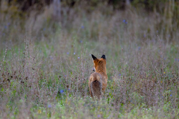 Rotfuchs von hinten auf dem Feld im hohen Gras in der Morgendämmerung - Vulpes vulpes
