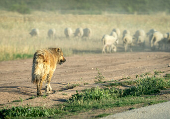 Guardian of the Herd: Brown Shepherd Dog on Duty by the Sandy Road.