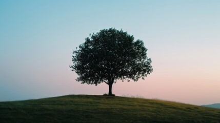 Fototapeta premium Lone tree on a hill during twilight with a gradient sky and calm mood
