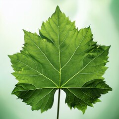 vine plant green leaves