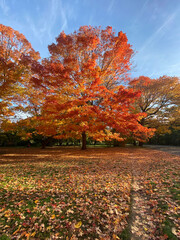 autumn trees in the park